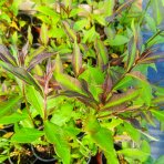 Flox metlinatý (Phlox paniculata) ‘SWEET SUMMER MELODY’® - kont. C1,5L